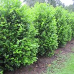 Prunus lauroc Rotundifolia