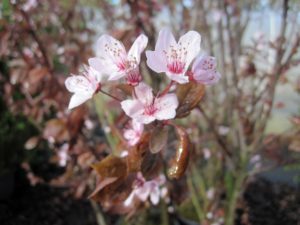 Prunus cerasifera 'Nigra'
