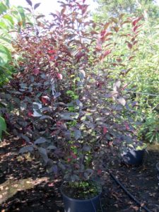 Prunus cistena
