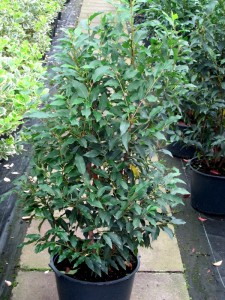 Prunus lusitanica Angustifolia