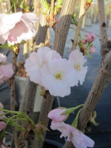 Prunus serrulata 'Amanogawa' 