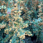 Pyracantha coccinea 'Orange Glow' 1
