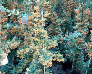 Pyracantha coccinea 'Orange Glow' 1