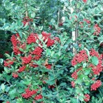 Pyracantha coccinea 'Red Column' 1