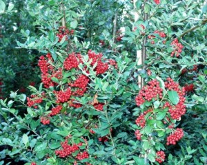 Pyracantha coccinea 'Red Column' 1