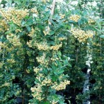 Pyracantha coccinea 'Soleil d`Or' 1