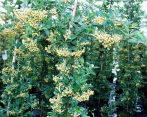 Pyracantha coccinea 'Soleil d`Or' 1