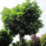 Quercus palustris Green Dwarf