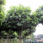 Quercus palustris Green Dwarf