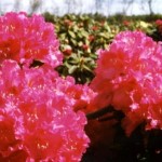 Rhododendron Hybr. 'Nova Zembla'