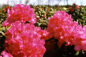 Rhododendron Hybr. 'Nova Zembla'