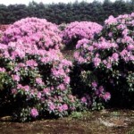 Rhododendron Hybr. 'Roseum Elegans'