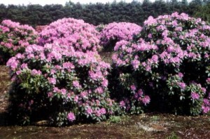 Rhododendron Hybr. 'Roseum Elegans' 