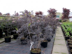 Sambucus nigra Black Lace