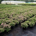 Spiraea japonica Little Princess