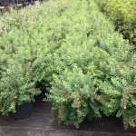 Spiraea nipponica Snowmound