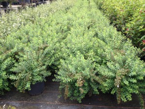 Spiraea nipponica Snowmound