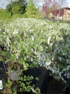 Spiraea cinerea 'Grefsheim'