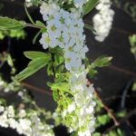 Spiraea cinerea 'Grefsheim'