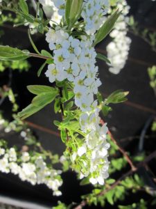 Spiraea cinerea 'Grefsheim'