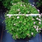 Spiraea japonica Little Princess