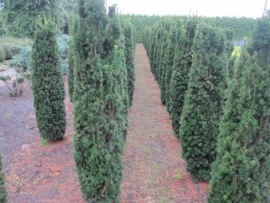 Taxus media Stricta Viridis