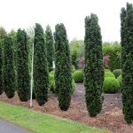 Taxus bac. 'Fastigiata Robusta'