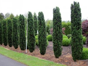 Taxus bac. 'Fastigiata Robusta'