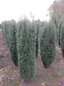 Taxus baccata 'Fastigiata'