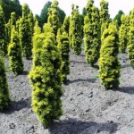 Taxus baccata 'Fastigiata Aureomarginata