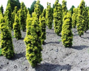 Taxus baccata 'Fastigiata Aureomarginata