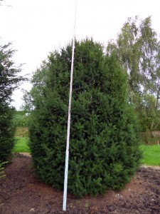 Taxus baccata