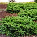 Taxus baccata 'Repandens'
