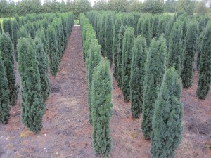 Taxus baccata 'Fastigiata Robusta'