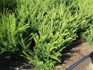Taxus media Farmen