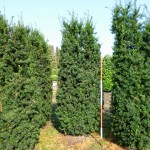 Taxus media Hicksii
