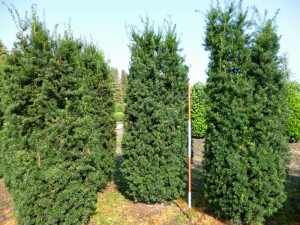 Taxus media Hicksii