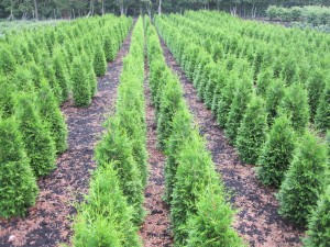 Thuja occ. Brabant
