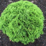 Thuja occ. Danica