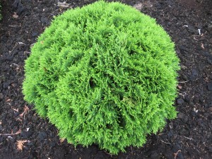 Thuja occ. Danica