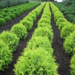 Thuja Golden Globe