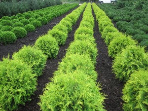 Thuja Golden Globe