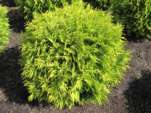 Thuja Golden Globe