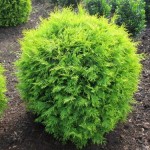 Thuja occidentalis 'Golden Globe'