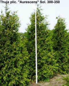 Thuja plicata 'Aurescens'