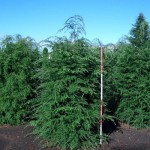 Tsuga canadensis