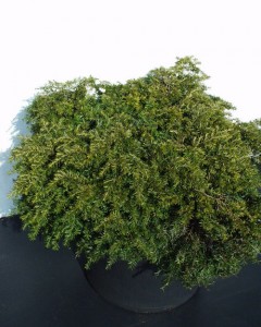 Tsuga canadensis 'Nana'