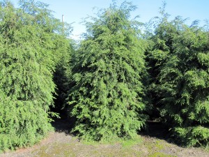 Tsuga canadensis