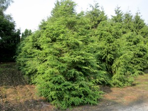 Tsuga canadensis