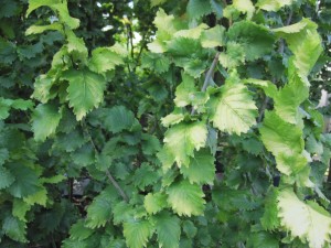Ulmus carpinifolia Wredei